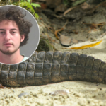 Hombre de Florida cazó 13 caimanes y se grabó en Snapchat: ahora enfrenta décadas de prisión