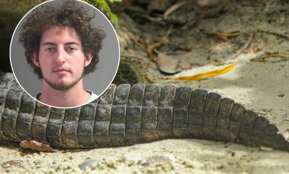 Hombre de Florida cazó 13 caimanes y se grabó en Snapchat: ahora enfrenta décadas de prisión