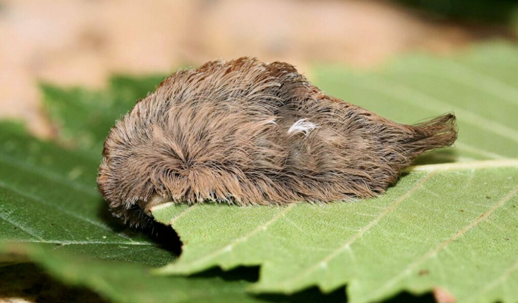 Alerta en Florida por el regreso de la oruga “peluche”: la más venenosa de EE.UU.
