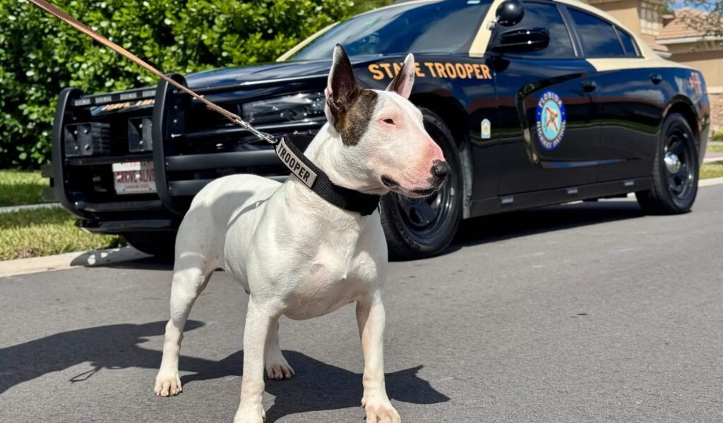 El fiscal defiende el abandono del caso contra un hombre acusado de abandonar un perro antes del huracán