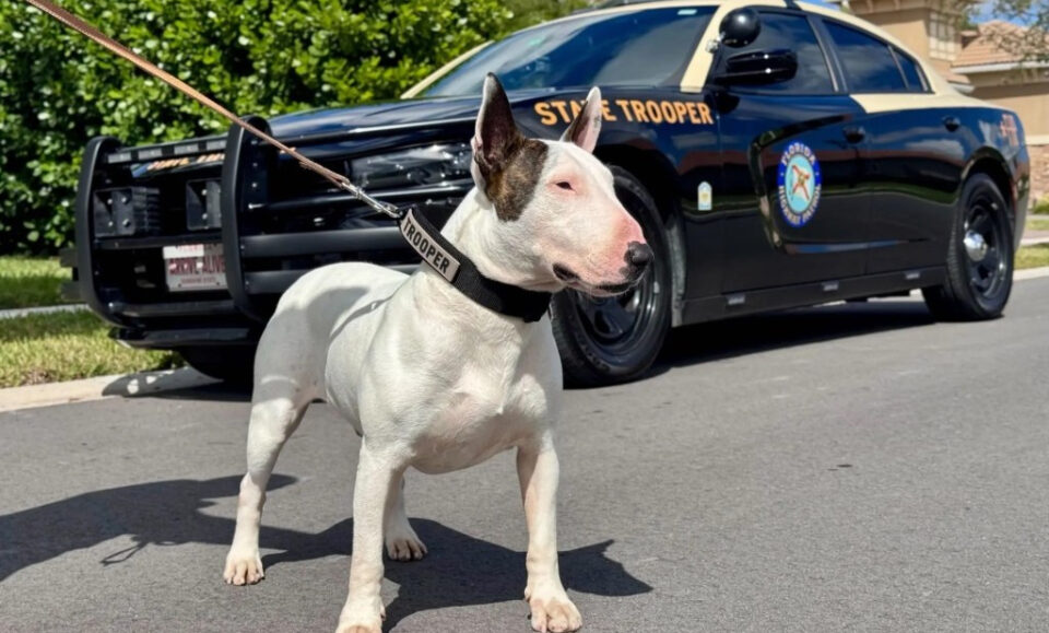 El fiscal defiende el abandono del caso contra un hombre acusado de abandonar un perro antes del huracán
