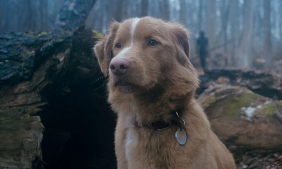 En cines la película que hizo que aumentara un 2000% las búsquedas de Google de: ‘¿Muere el perro al final?’