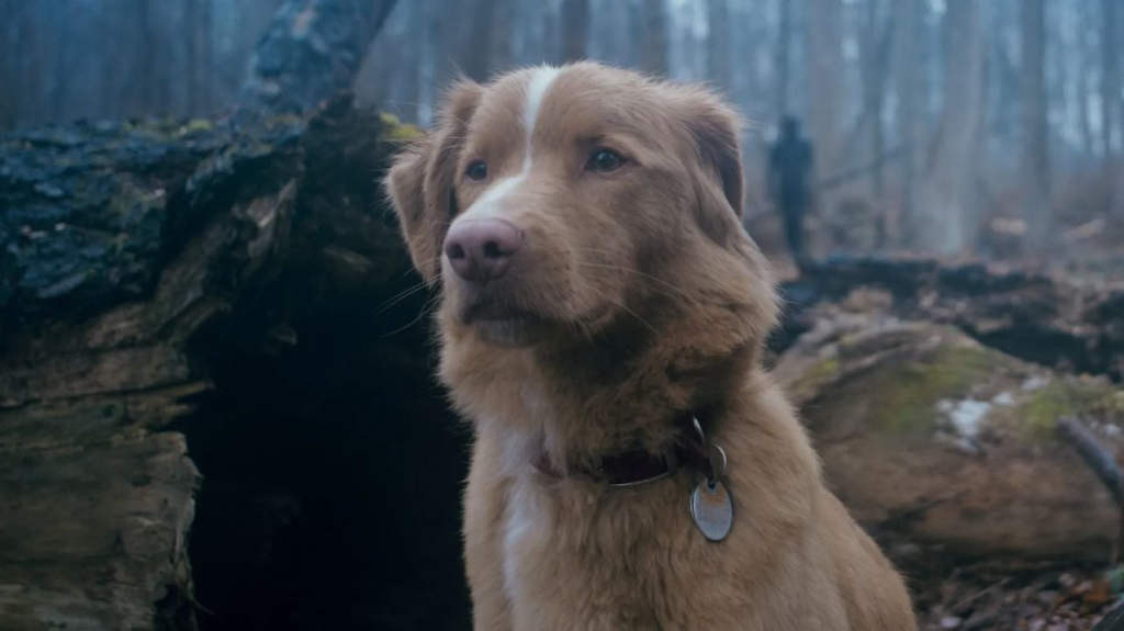En cines la película que hizo que aumentara un 2000% las búsquedas de Google de: ‘¿Muere el perro al final?’