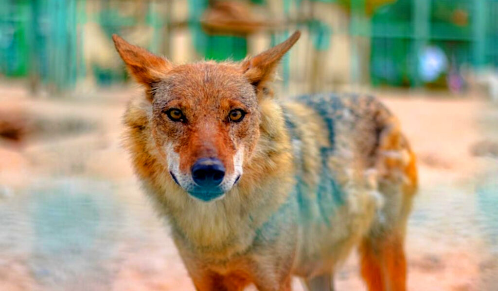 Aumentan los reportes de avistamientos de coyotes en Miami