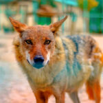 Aumentan los reportes de avistamientos de coyotes en Miami