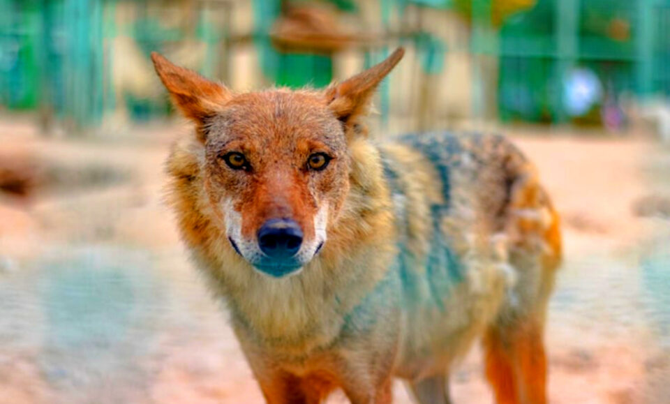 Aumentan los reportes de avistamientos de coyotes en Miami