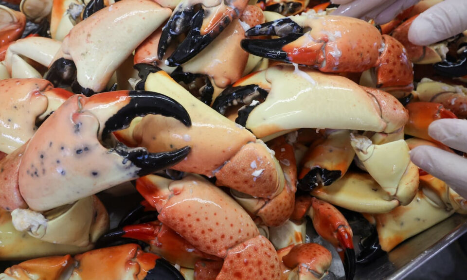 Pongámonos manos a la obra: los precios del cangrejo moro de Florida para 2025 ya están disponibles. ¿Cuánto pagará?