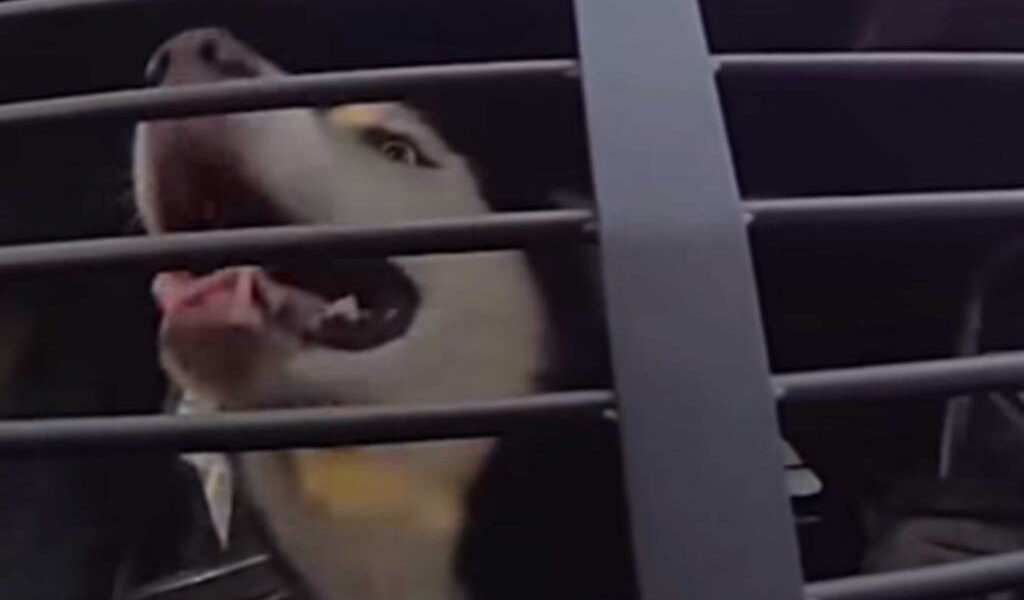 Un perro amigable se subió al auto de un policía de Florida. Puso fin a una búsqueda de 7 años para él