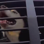Un perro amigable se subió al auto de un policía de Florida. Puso fin a una búsqueda de 7 años para él