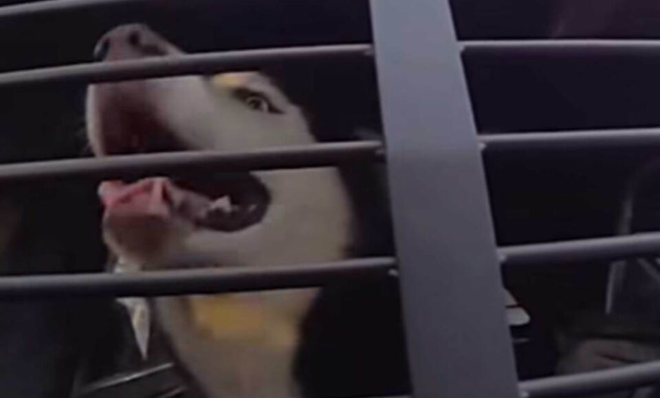 Un perro amigable se subió al auto de un policía de Florida. Puso fin a una búsqueda de 7 años para él