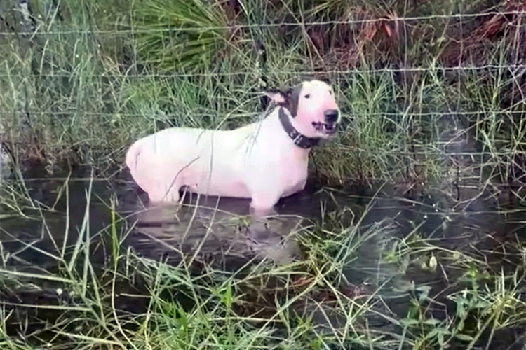 Una captura de pantalla de un video de Trooper, un bull terrier que estaba atado a un poste a lo largo de una cerca en la Interestatal 75 cuando el huracán Milton de categoría 4 se acercaba a la Bahía de Tampa en 2024. (Patrulla de Caminos de Florida/WUFT News)