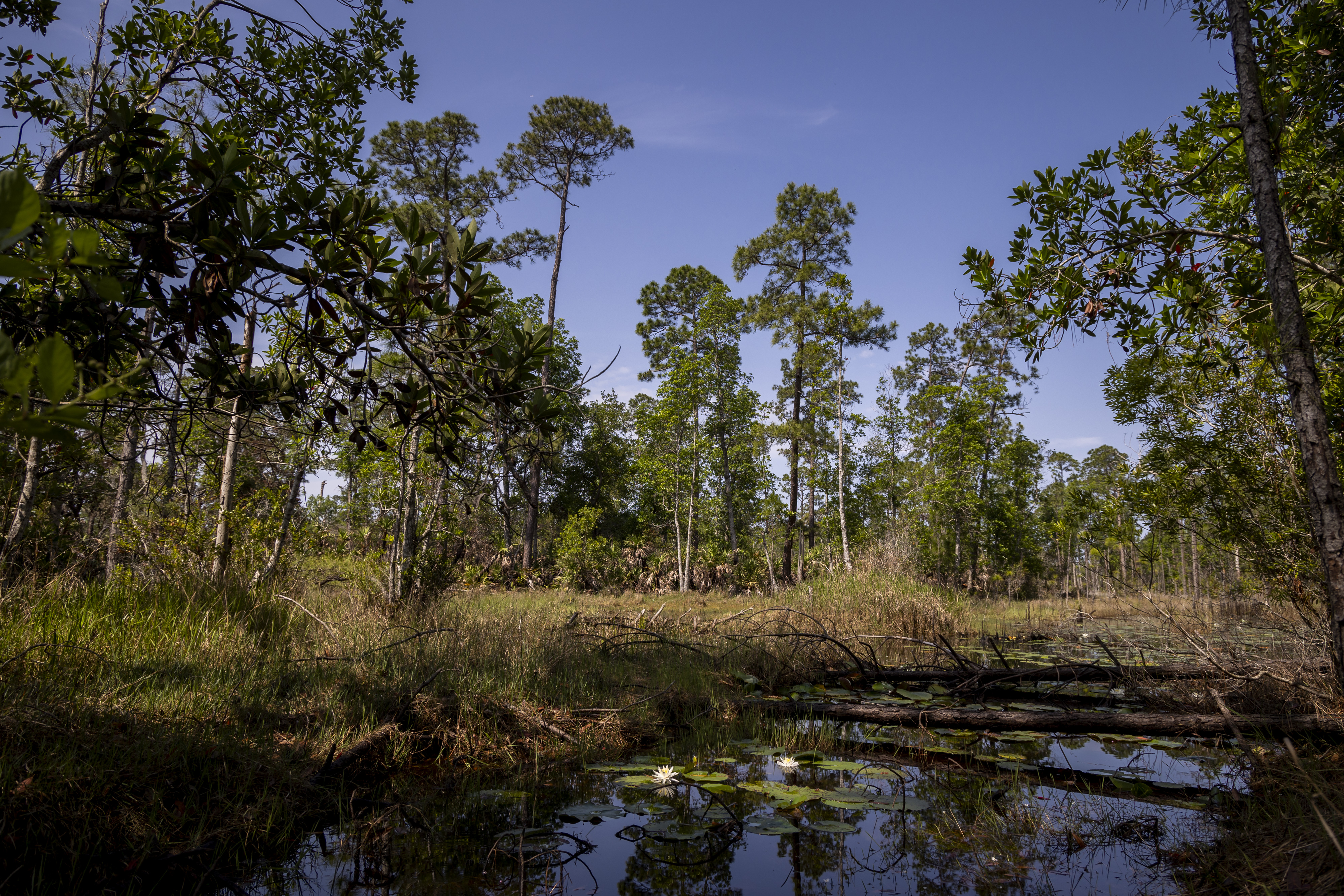 La parte norte de D Ranch Preserve en Osteen comprende el hábitat del humedal el 8 de mayo de 2025. La tierra está abierta para caminar, ver la vida silvestre y la fotografía de la naturaleza. (Patrick Connolly/Orlando Sentinel)