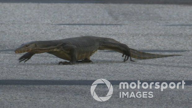 Vídeo F1: el show de los lagartos y el 'hijo de Godzilla' en Singapur