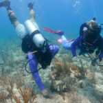 Editorial: Los arrecifes moribundos amenazan el futuro de Florida