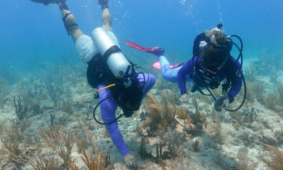 Editorial: Los arrecifes moribundos amenazan el futuro de Florida