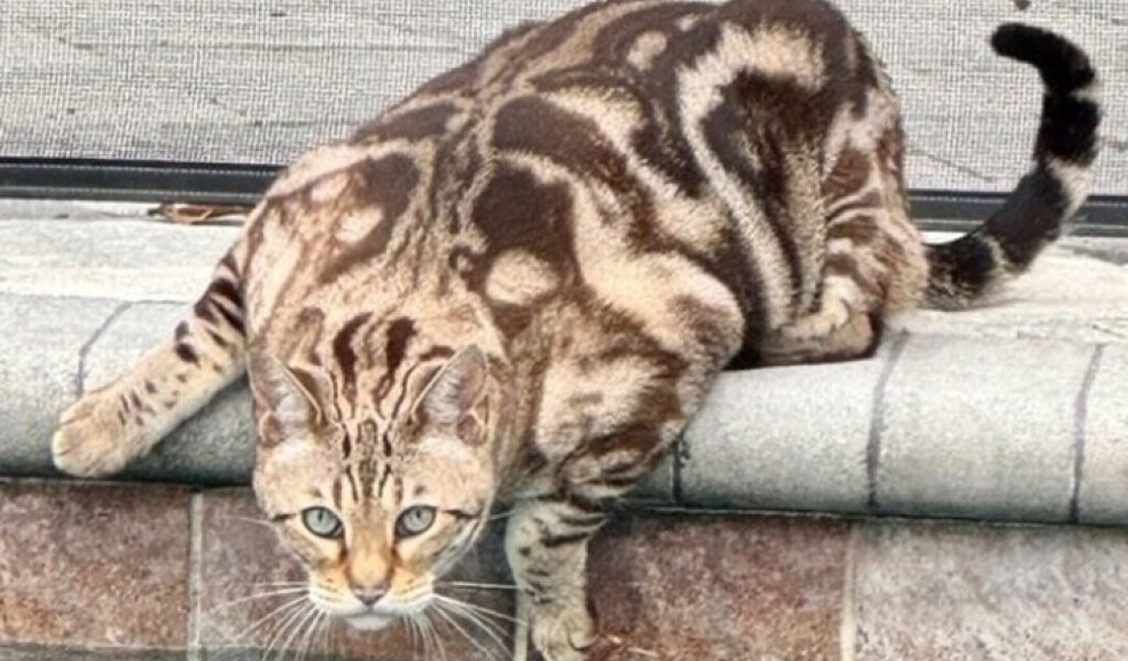 “Como la escena de un crimen”: el ataque de un coyote a un gato de Winter Park causa alarma