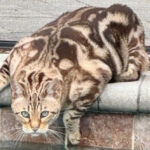 “Como la escena de un crimen”: el ataque de un coyote a un gato de Winter Park causa alarma