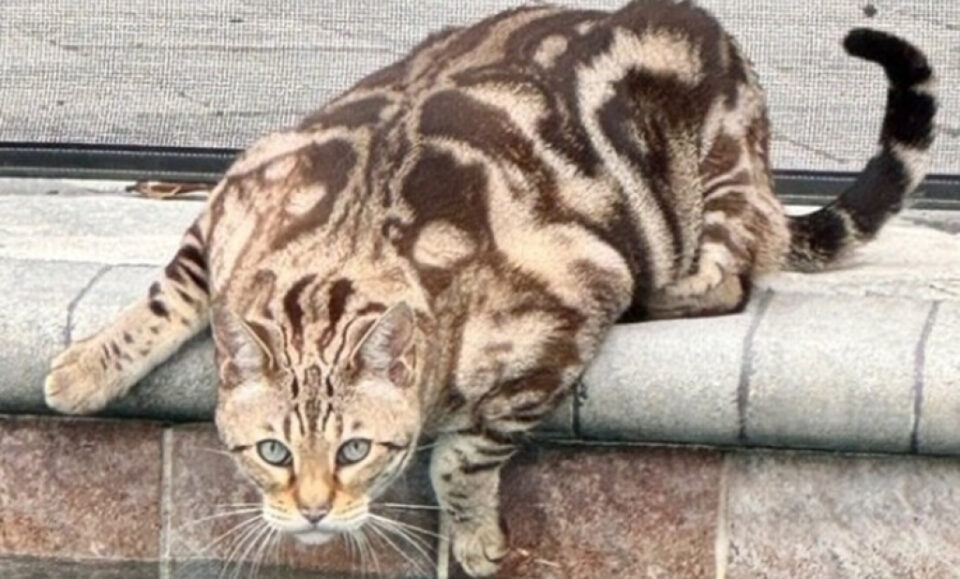 “Como la escena de un crimen”: el ataque de un coyote a un gato de Winter Park causa alarma