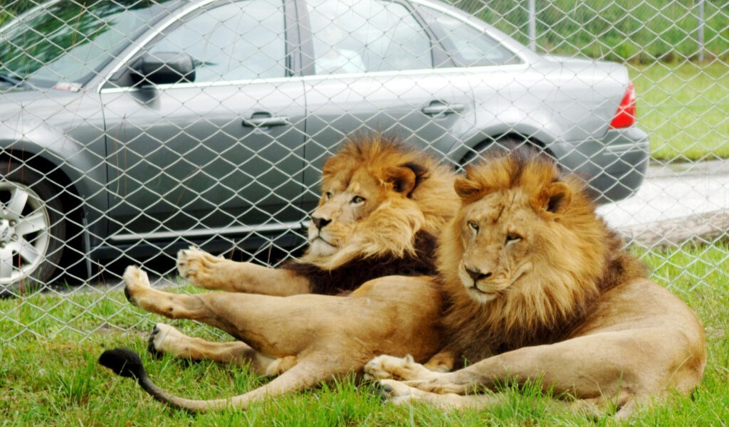 Lion Country Safari vendido a la Fundación Larry Ellison; Las operaciones del parque seguirán siendo las mismas.