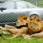 Lion Country Safari vendido a la Fundación Larry Ellison; Las operaciones del parque seguirán siendo las mismas.