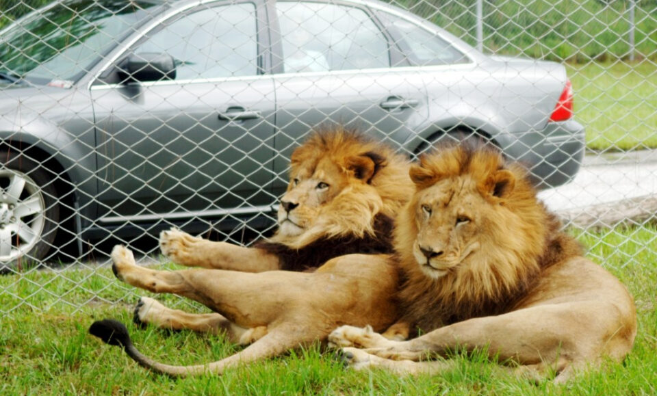 Lion Country Safari vendido a la Fundación Larry Ellison; Las operaciones del parque seguirán siendo las mismas.