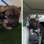 Altas tasas de matanza, poca supervisión: los defensores critican al refugio de animales Polk como «sucio y dañino»