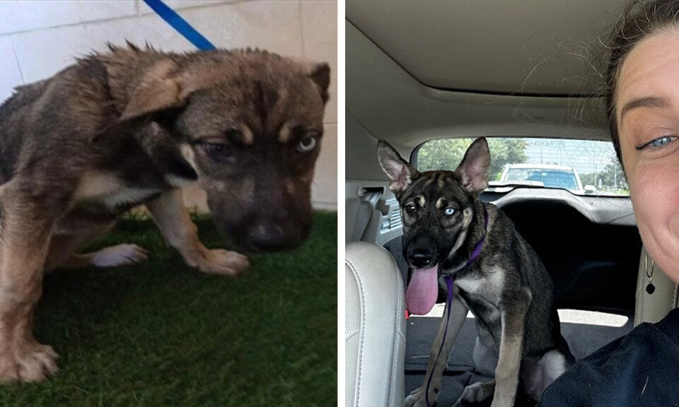 Altas tasas de matanza, poca supervisión: los defensores critican al refugio de animales Polk como «sucio y dañino»