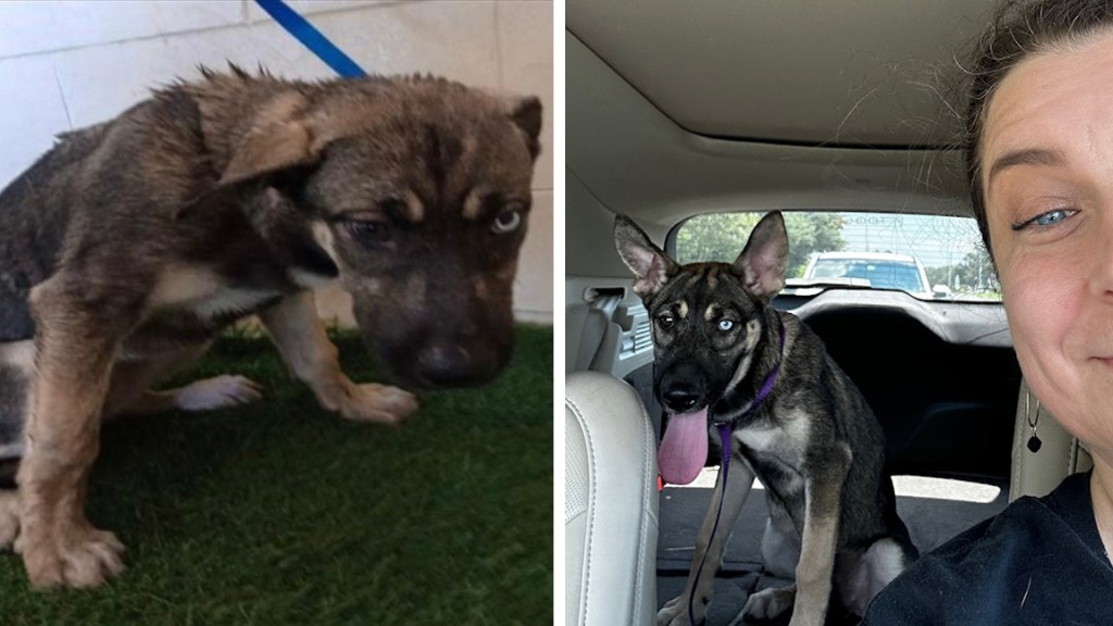 Altas tasas de matanza, poca supervisión: los defensores critican al refugio de animales Polk como «sucio y dañino»