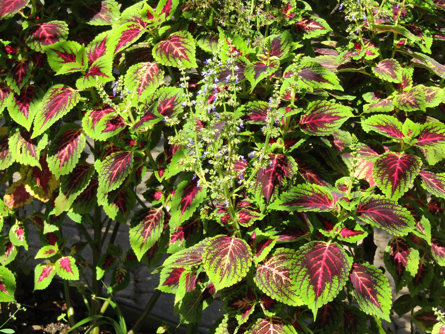 La floración del coleo puede continuar durante meses y algunos tallos eventualmente desarrollan semillas que puedes usar para cultivar más plantas. (Cortesía de Tom MacCubbin)