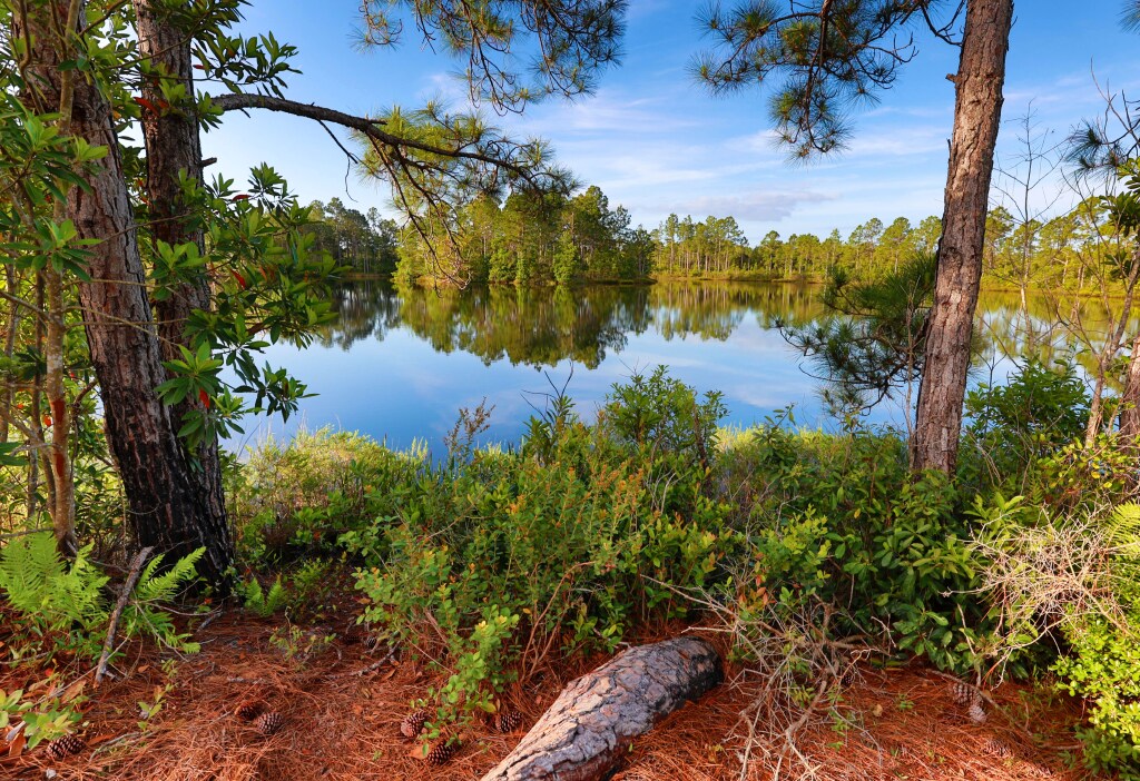 Humedales prístinos en el lado occidental del área ambiental y de vida silvestre de Split Oak Forest en St. Cloud, (Joe Burbank/Orlando Sentinel)