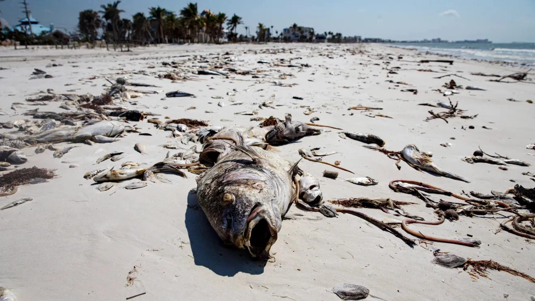 La marea roja, o proliferación tóxica de algas que florecen en las cálidas aguas del Golfo, mata a miles de peces y puede enfermar a los humanos. En una zona muy turística como Sarasota, la marea roja puede ahuyentar a los bañistas. (Foto cortesía de NOAA)