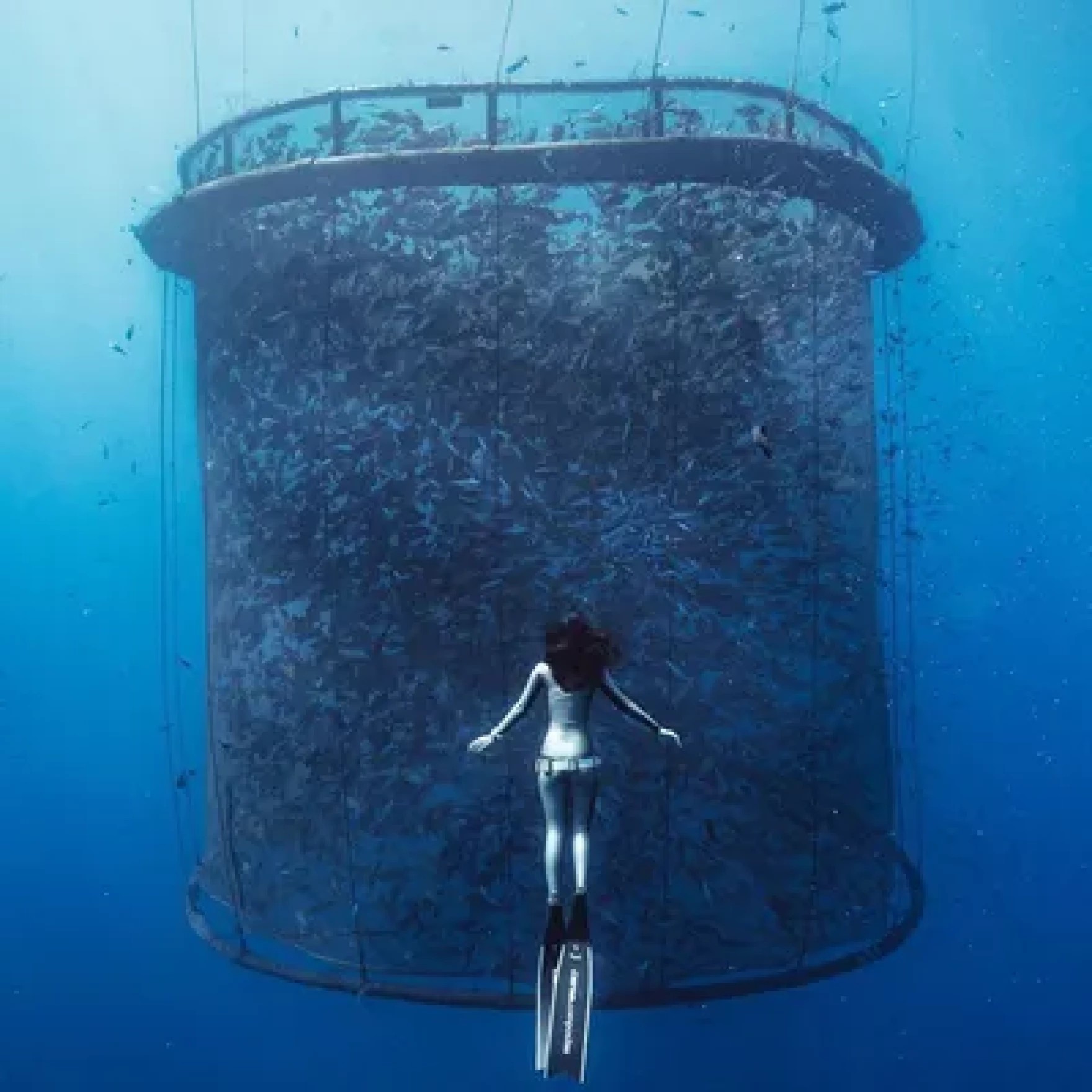 Esta representación digital muestra la forma y el tamaño de la red que Ocean Era planea probar cerca de Sarasota. El bolígrafo está diseñado para ser sumergible para protegerlo de tormentas y fuertes olas. (Imagen cortesía de Ocean Era)