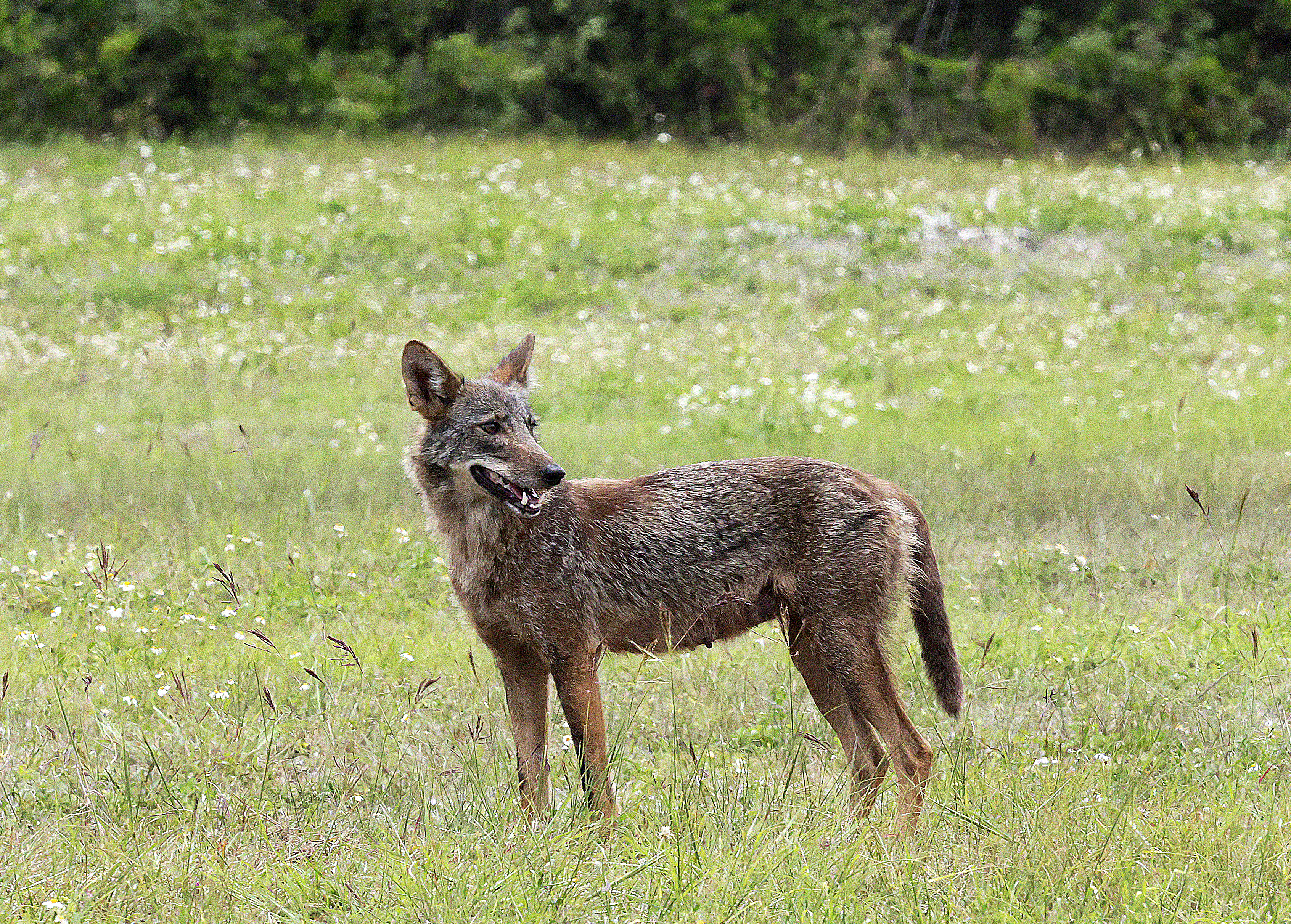 Un coyote deambula por la comunidad de Central Parc en Tamarac el 22 de abril. Según la Comisión de Conservación de Pesca y Vida Silvestre de Florida, los coyotes pueden cazar, y de hecho lo hacen, gatos domésticos y perros pequeños. El jueves 20 de noviembre de 2025 se llevó a cabo una reunión comunitaria de Winter Park en respuesta a las preocupaciones de los residentes sobre los animales de la comunidad. (Carline Jean/Sentinel del Sur de Florida)