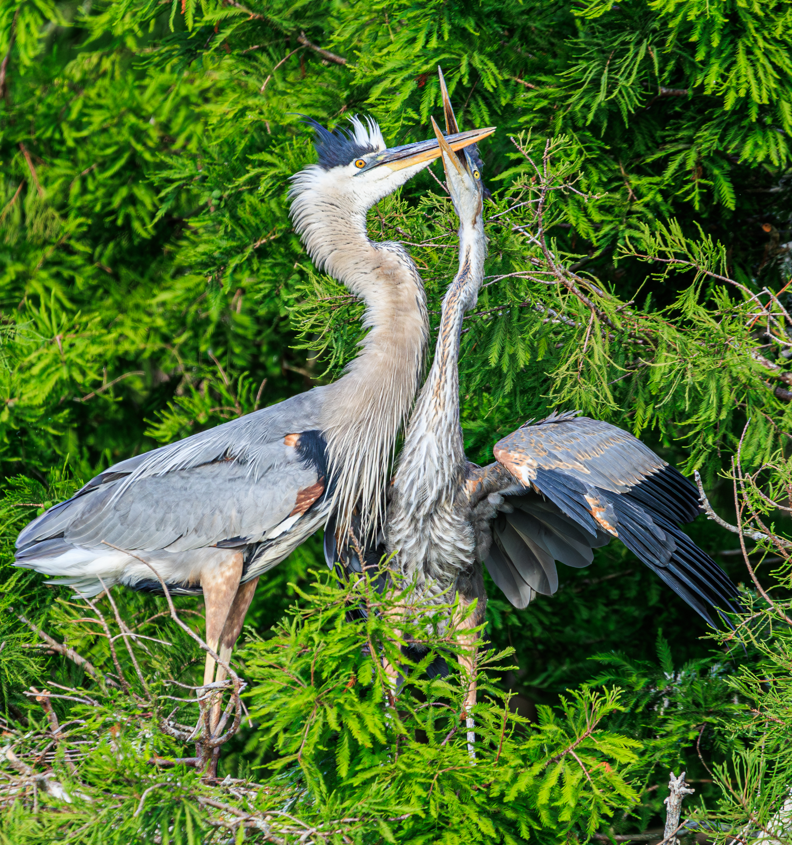 En un nido en los Humedales de Orlando, una gran garza azul juvenil agarra el pico de uno de sus padres con la esperanza de conseguir comida el 18 de abril de 2024. Los humedales son un imán para la observación de aves y deberían ser un lugar popular para el Día Nacional de Observación de Aves el sábado 28 de abril de 2024. (Roger Simmons/Orlando Sentinel)