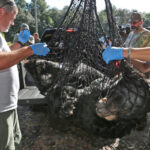 Editorial: Es casi la hora de morir para decenas de osos negros de Florida