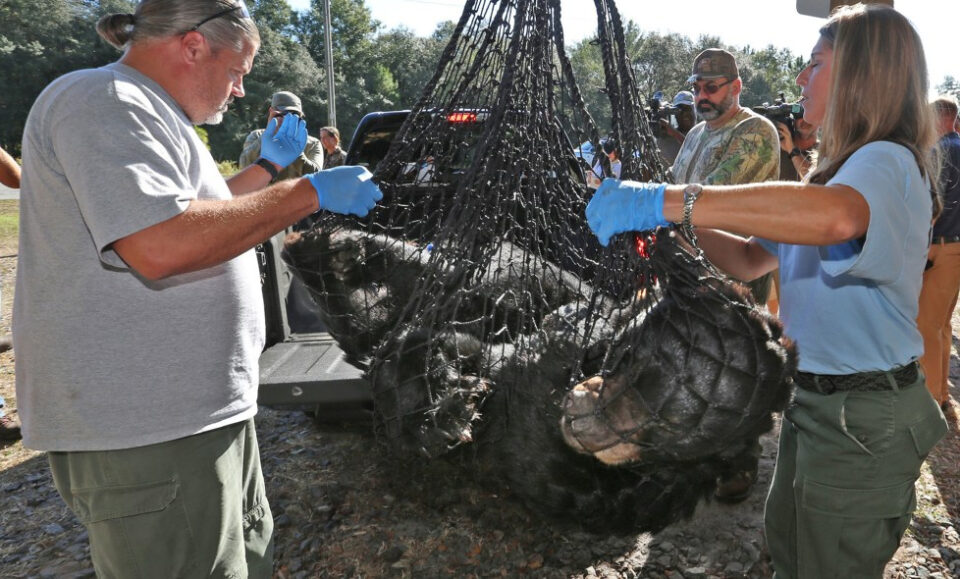 Después de una década de inactividad, Florida reanuda hoy la caza de osos. Esto es lo que puede esperar.