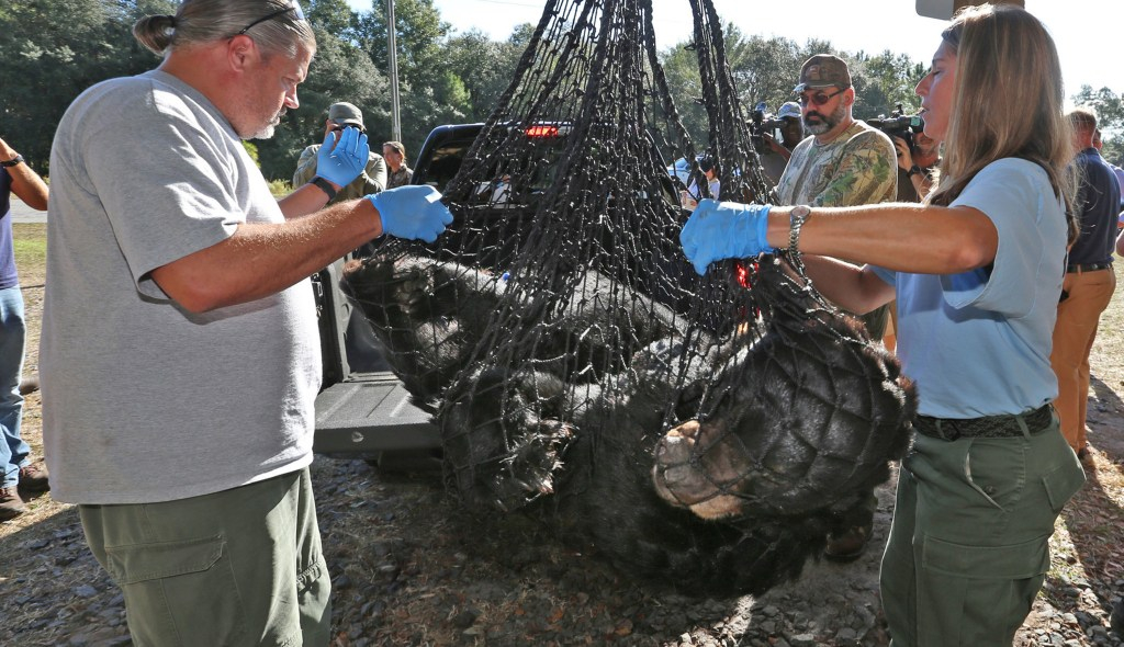 Después de una década de inactividad, Florida reanuda hoy la caza de osos. Esto es lo que puede esperar.