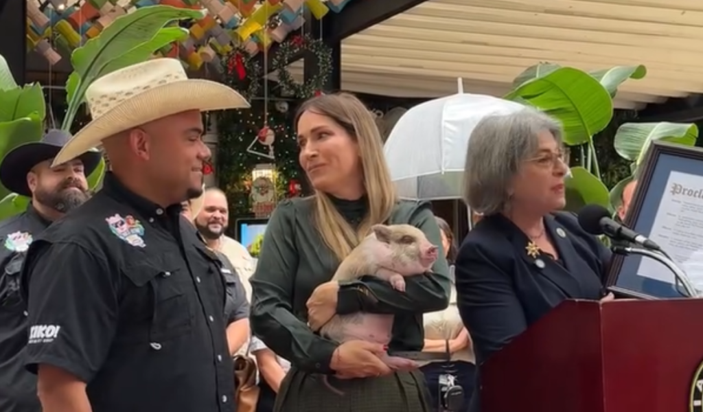 Alcaldesa de Miami-Dade indulta a un cerdito y evita que se convierta en cena navideña