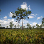 Avanza la controvertida autopista de peaje de 2.500 millones de dólares en Poinciana