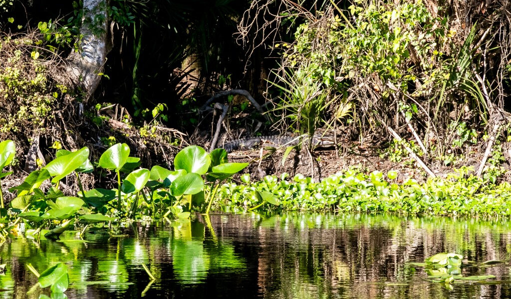 Florida lidera la nación en recortes a empleos de protección ambiental, según un informe