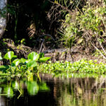 Florida lidera la nación en recortes a empleos de protección ambiental, según un informe