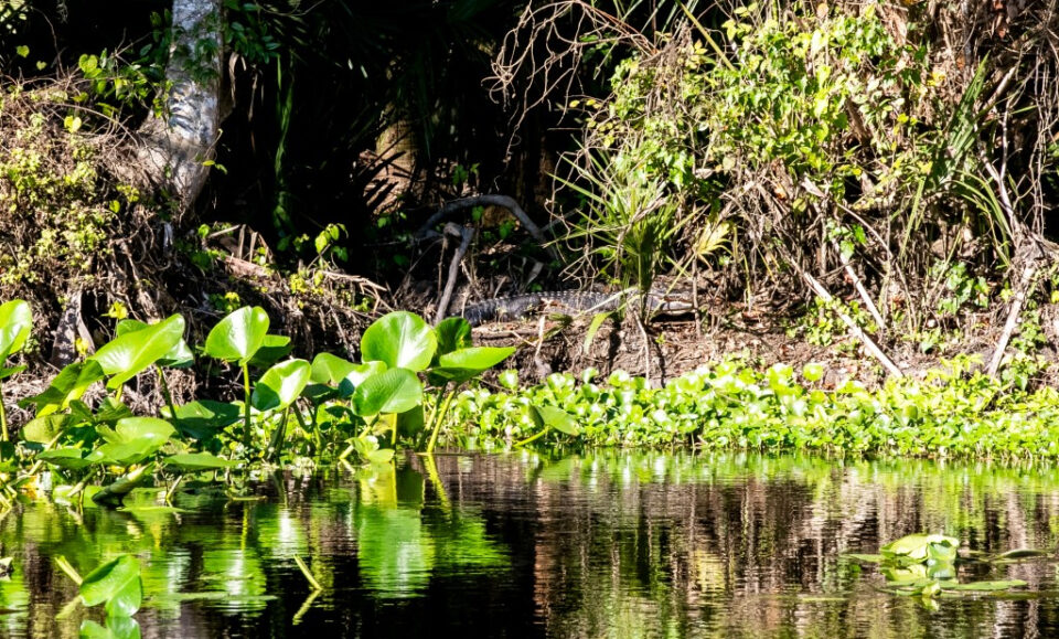 Florida lidera la nación en recortes a empleos de protección ambiental, según un informe