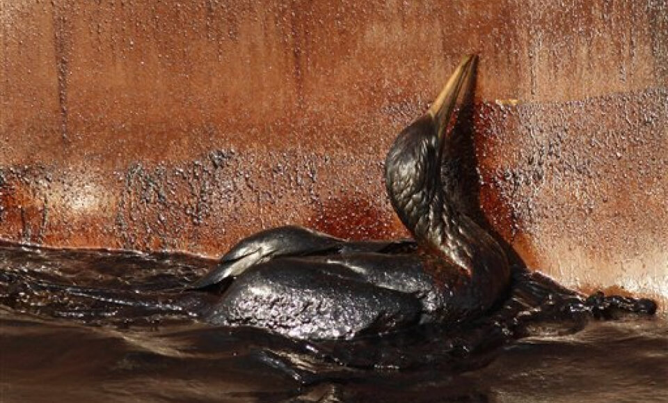 A medida que se avecinan perforaciones en alta mar en Florida, las aves están menos protegidas de los derrames bajo Trump