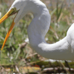 Imágenes: Lo mejor de 2025, fotografías destacadas tomadas por fotógrafos del Orlando Sentinel