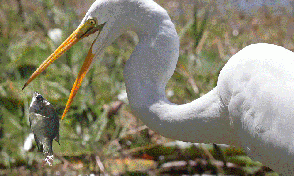 Imágenes: Lo mejor de 2025, fotografías destacadas tomadas por fotógrafos del Orlando Sentinel