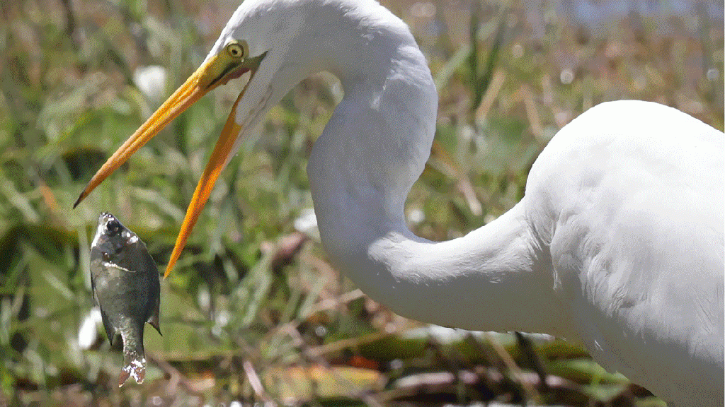 Imágenes: Lo mejor de 2025, fotografías destacadas tomadas por fotógrafos del Orlando Sentinel