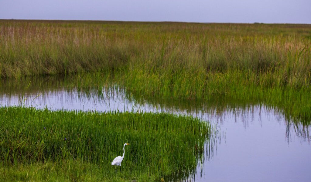 Han pasado 25 años desde que Estados Unidos decidió salvar los Everglades. ¿Dónde estamos?