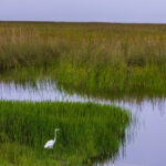 Han pasado 25 años desde que Estados Unidos decidió salvar los Everglades. ¿Dónde estamos?