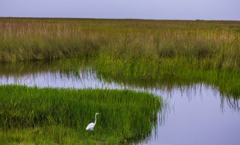 Han pasado 25 años desde que Estados Unidos decidió salvar los Everglades. ¿Dónde estamos?