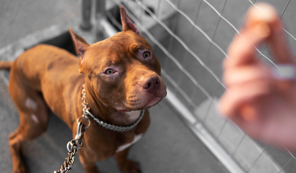 Adiós al hacinamiento animal: así será el nuevo shelter de Miami-Dade